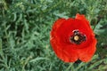 Photography of  Papaver rhoeas flower Royalty Free Stock Photo